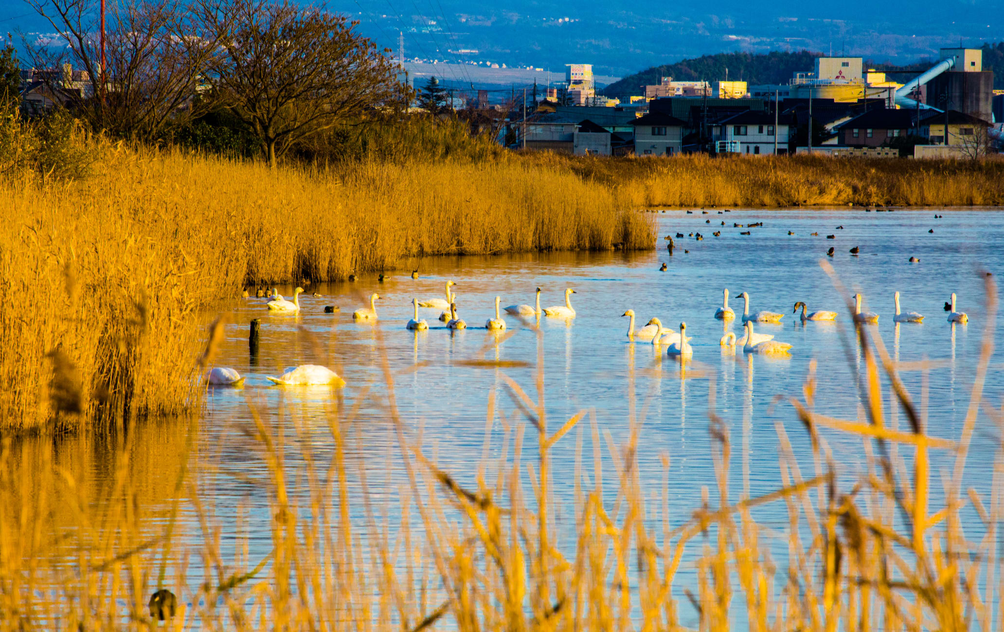 Yonago Mizutori Waterbird Park