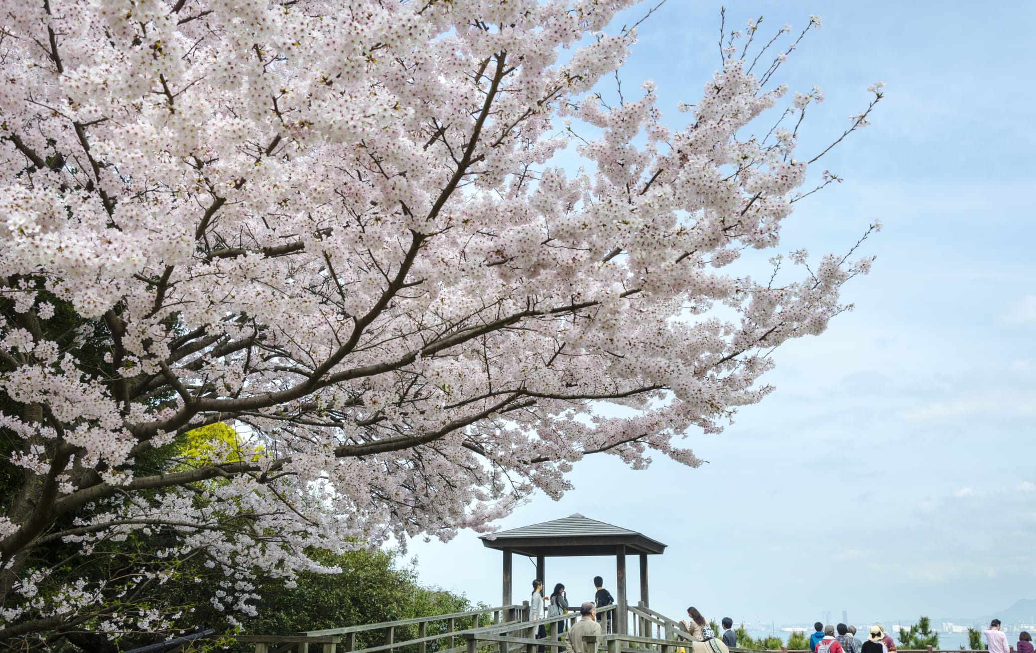 kurume & yanagawa