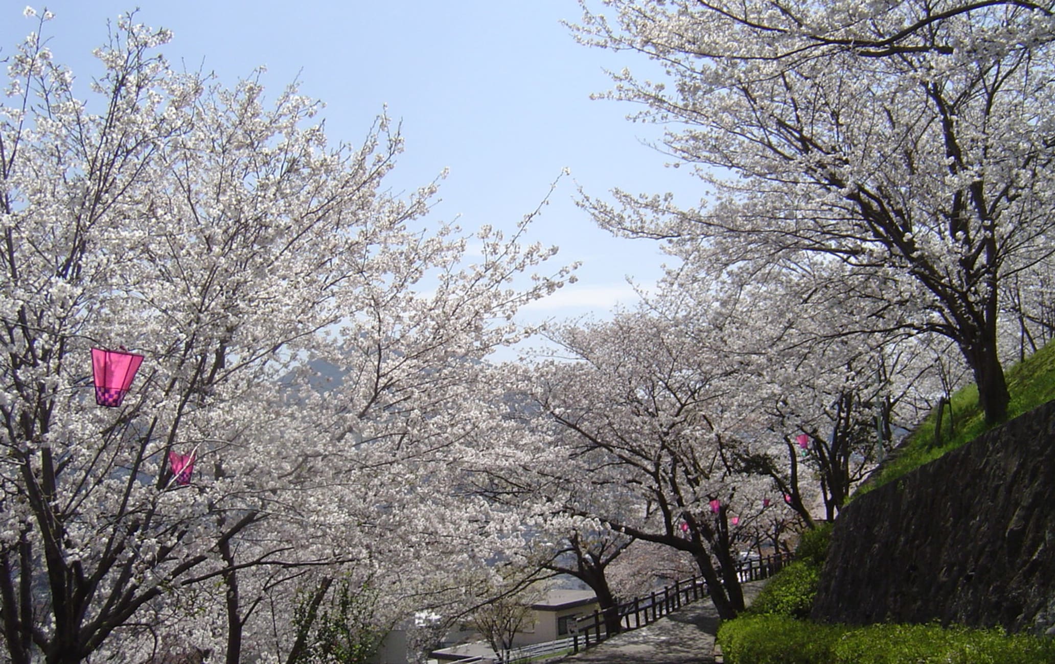 Tateyama Park-cherry blossom