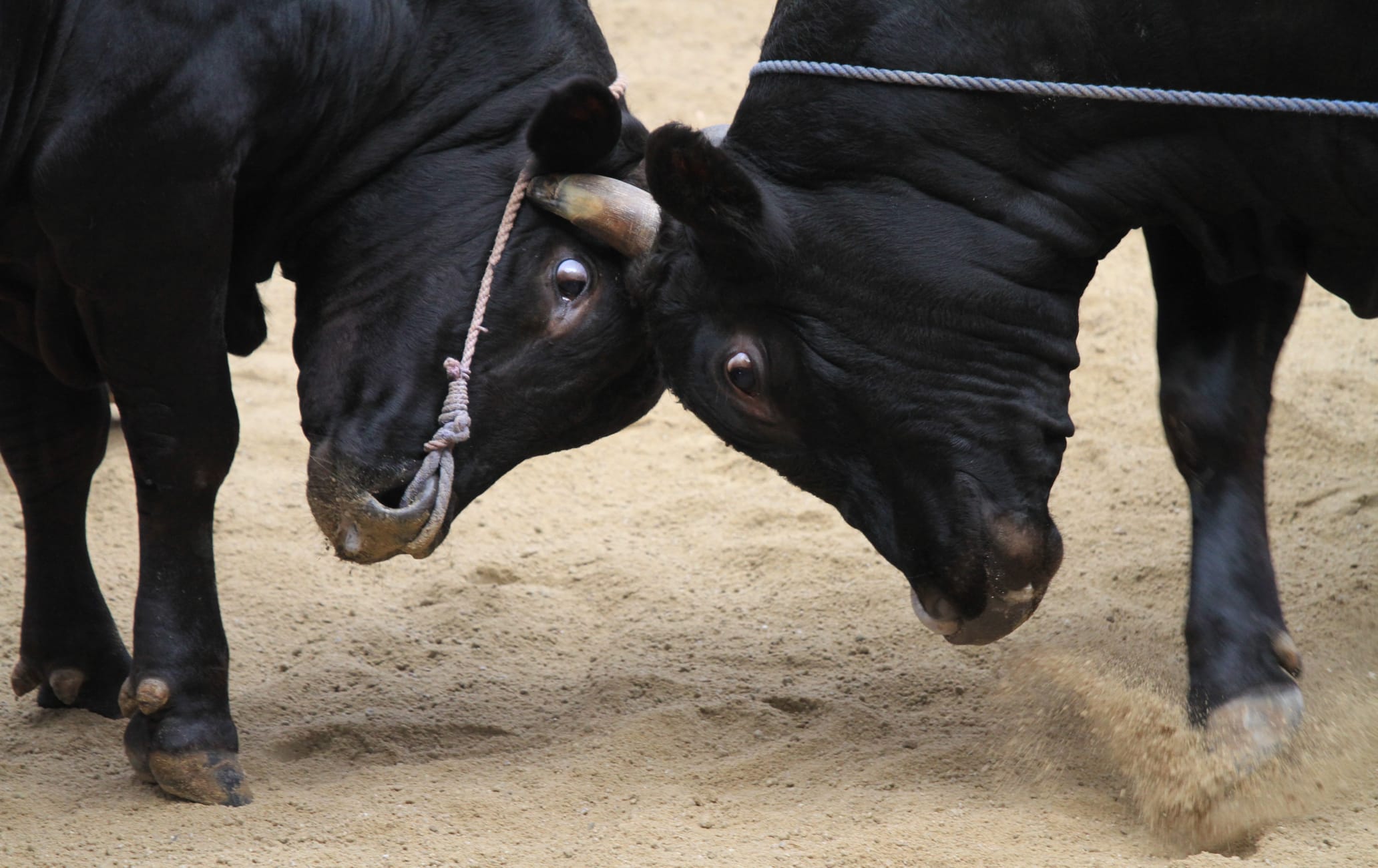 Bull Sumo