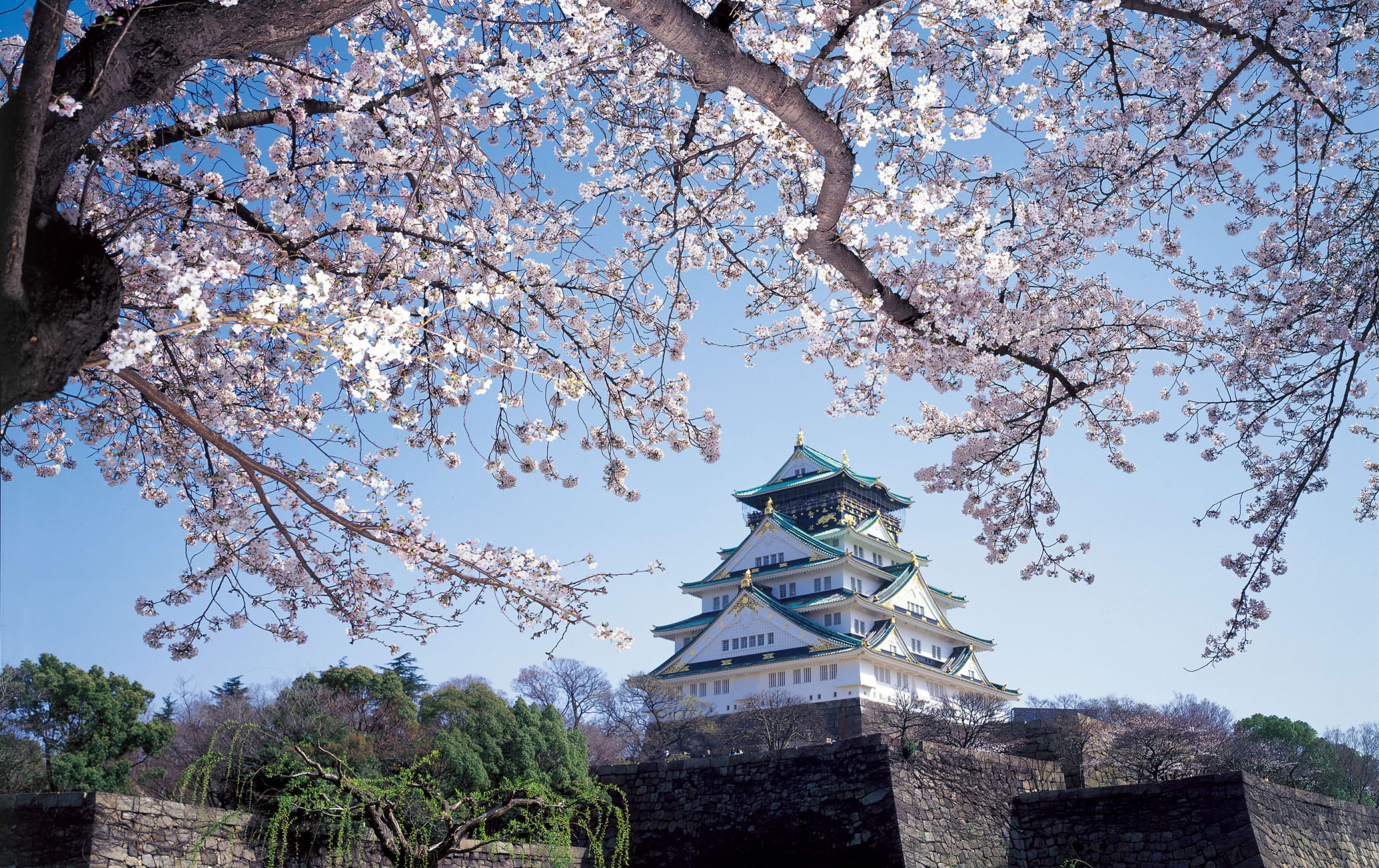 Osaka Castle Park-cherry blossom