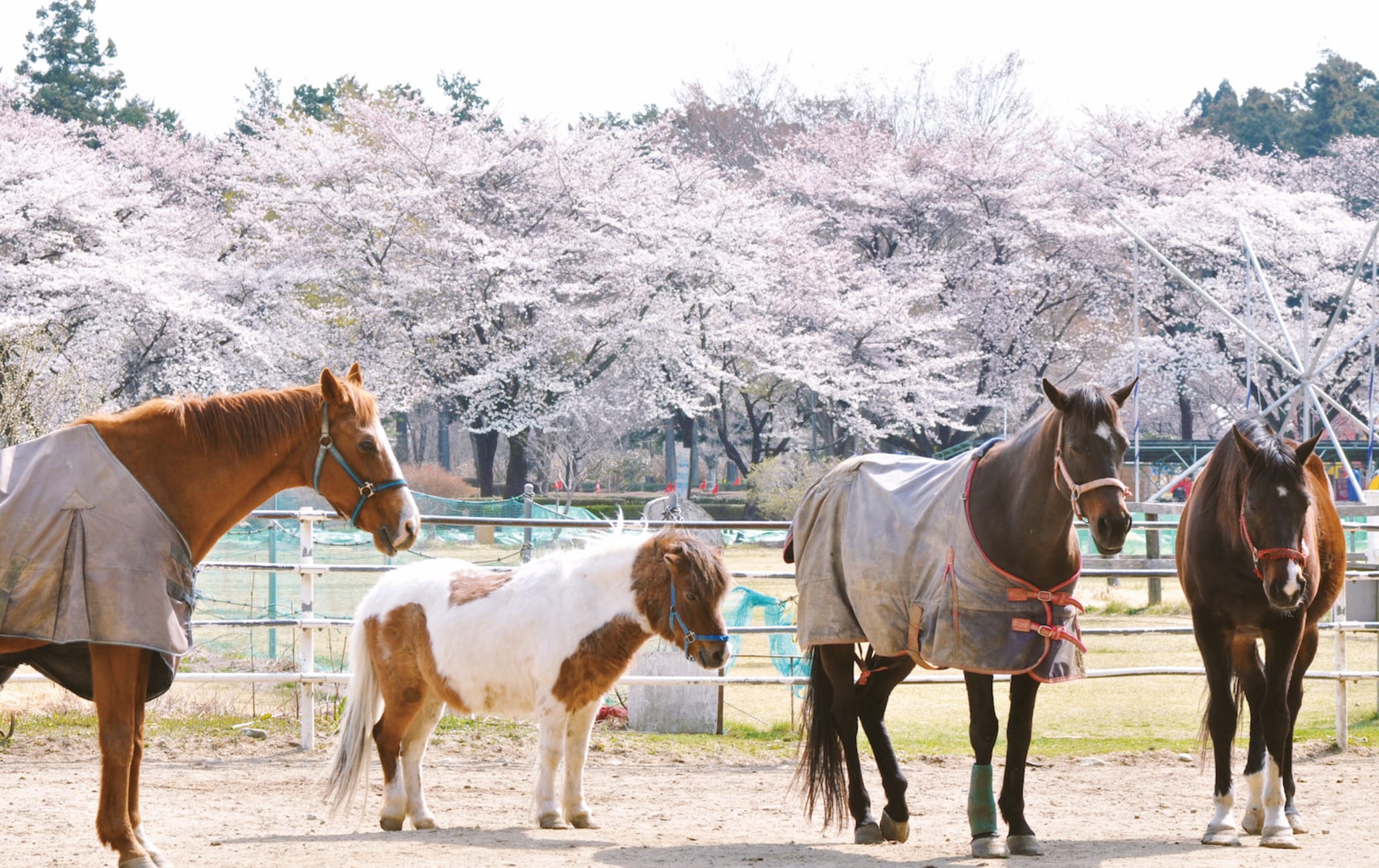 Senbonmatsu Dairy Farm