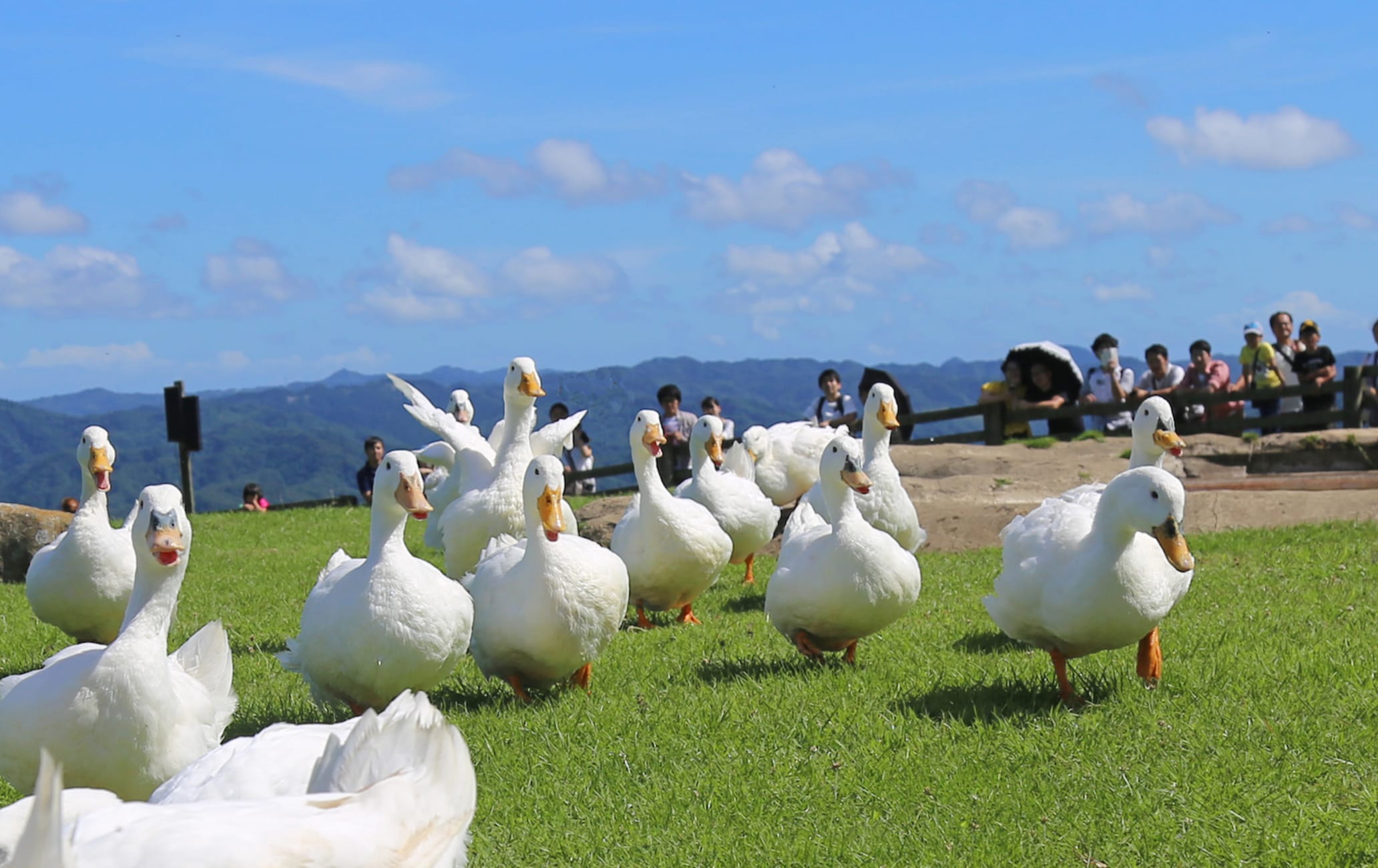 Mother Farm Travel Japan (Japan National Tourism Organization)