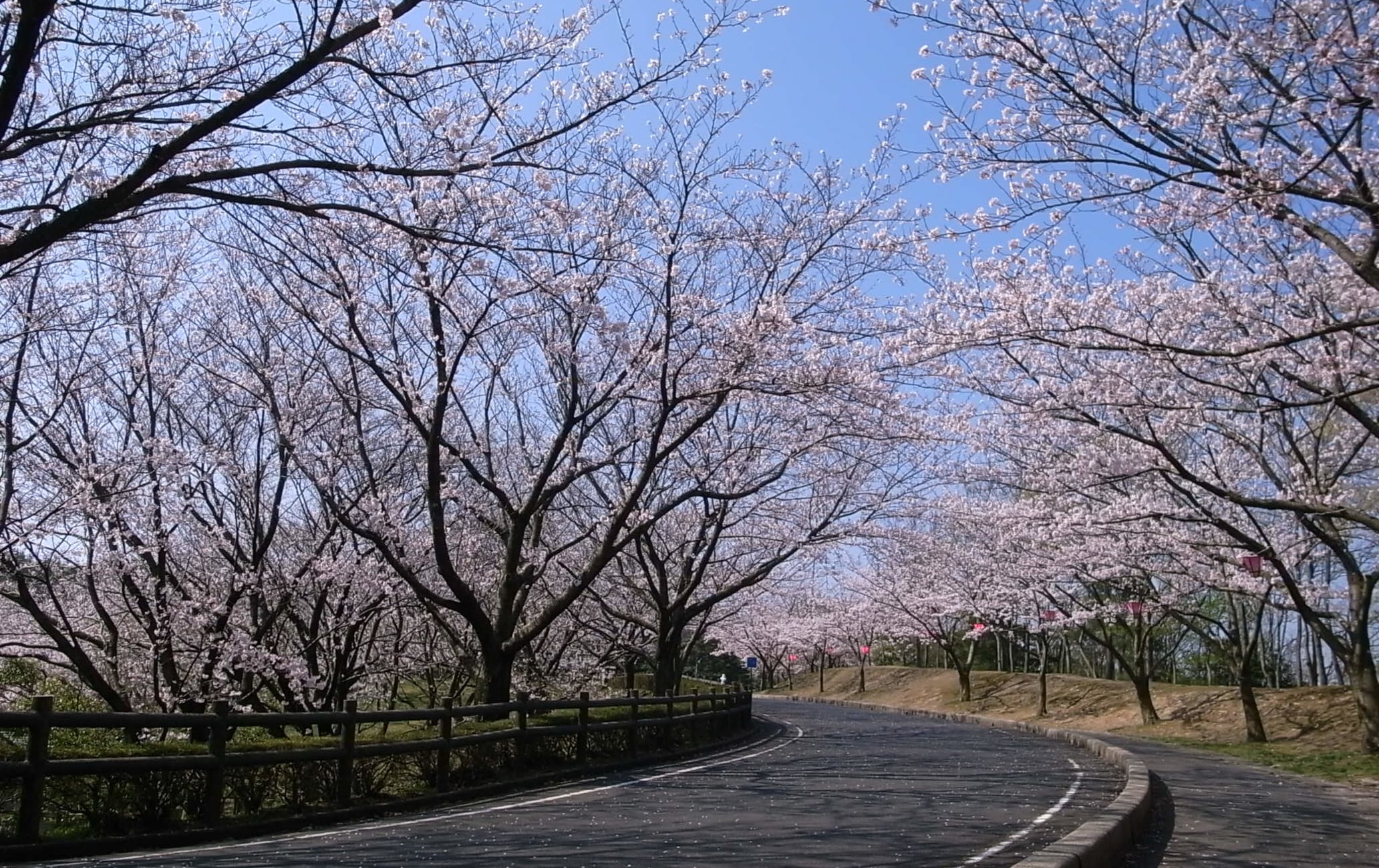Inaba Senbonzakura Cherry Blossoms