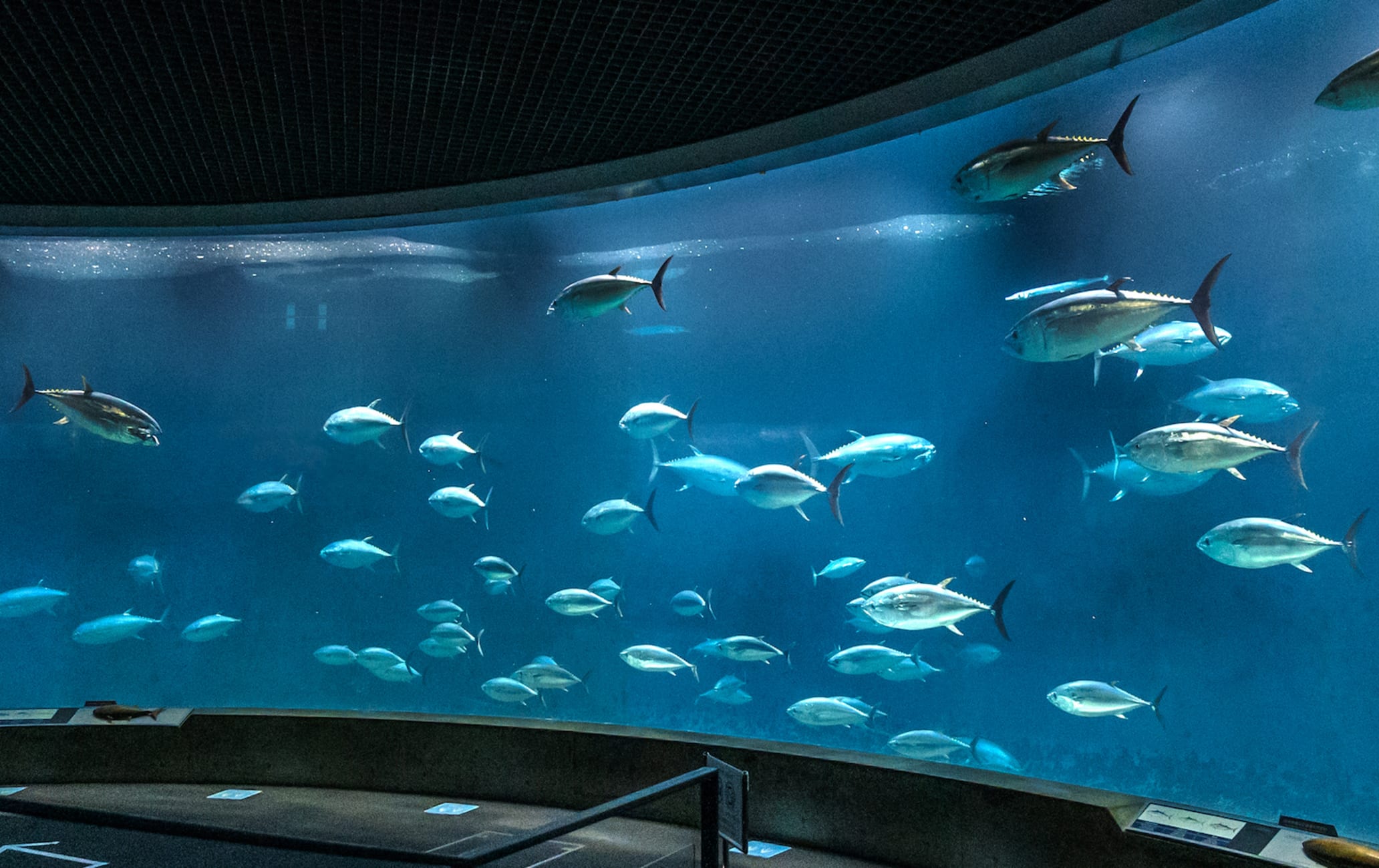 Tokyo Sea Life Park