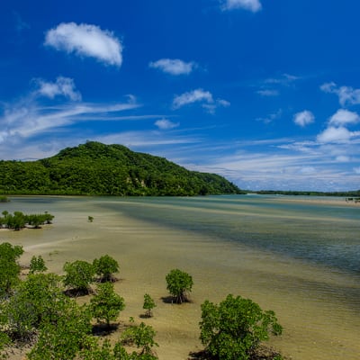 Iriomote Island supports a rich diversity of life