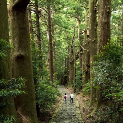 couple qui marche dans la foret de Kumano au Japon