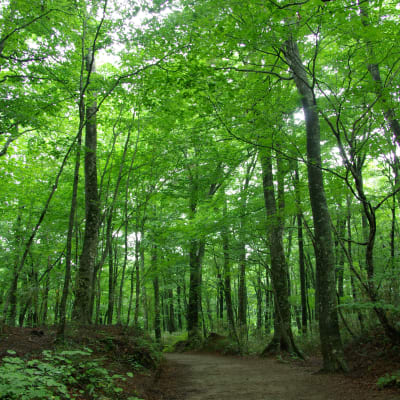 Grün belaubter Wald in den Shirakami-Bergen, perfekt zum Waldbaden