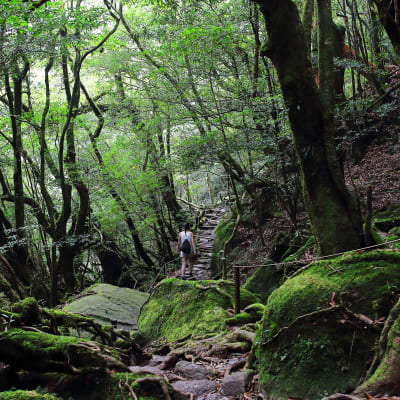 itinéraire pour un voyage au Japon en pleine nature à Yakushima