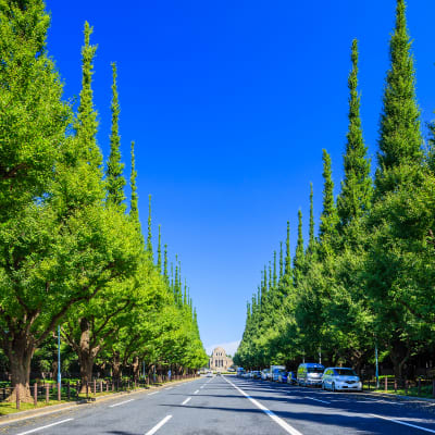 Đại lộ Icho Namiki