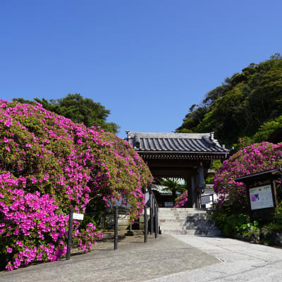 معبد أنيوين