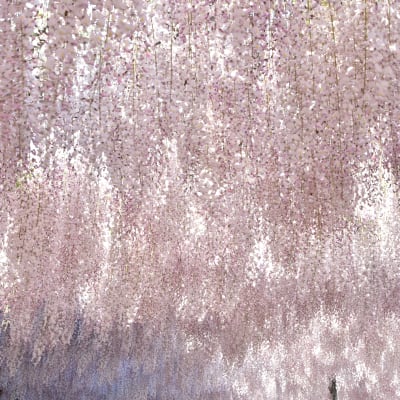 Parc floral d'Ashikaga