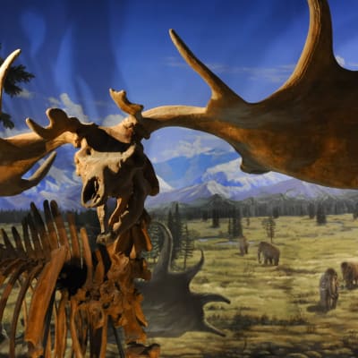 Musée préfectoral des dinosaures de Fukui