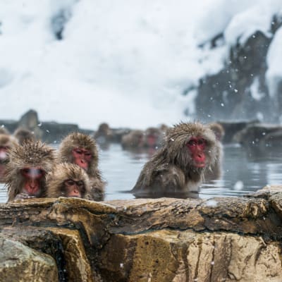 Snow Monkeys and Hot Springs in Nagano