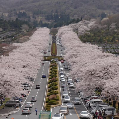 Cerezos en flor del cementerio de Fuji