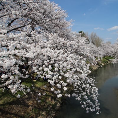 Cerezos en flor de la ribera de Shinsakai