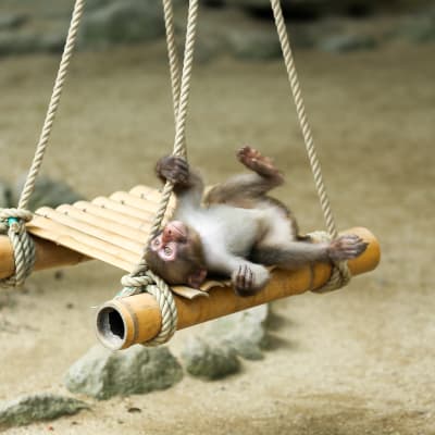 Takasakiyama Monkey Park