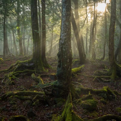 Bosque Aokigahara