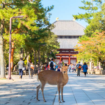 Parc de Nara