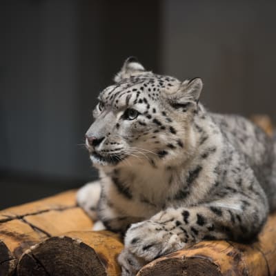 Zoológico de Maruyama