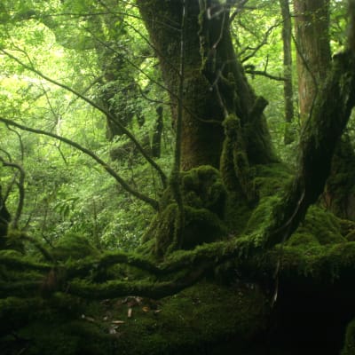 Yakushima-Nationalpark