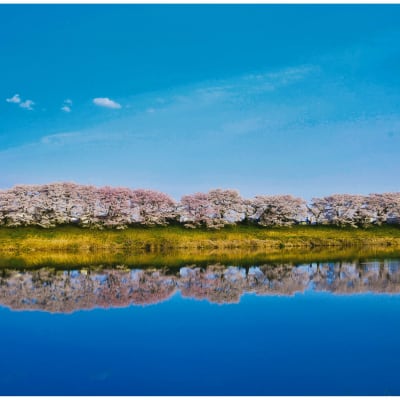 Cerezos en flor de Hitome Senbonzakura
