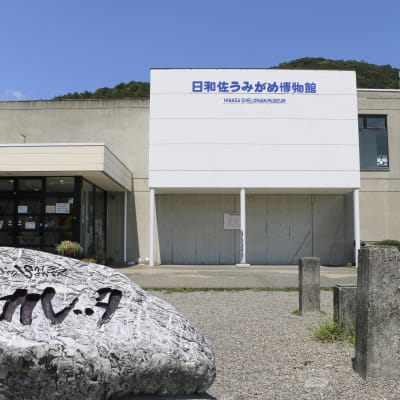 Museo de tortugas de mar Hiwasa Chelonian Museum Caretta