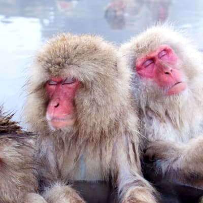 Scimmie della neve e sorgenti termali a Nagano