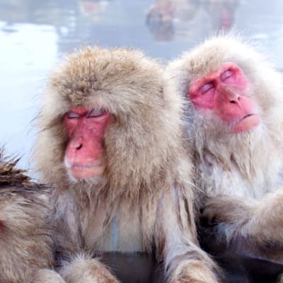 Macacos japoneses y aguas termales en Nagano