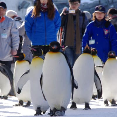 A Winter Trip to Hokkaido