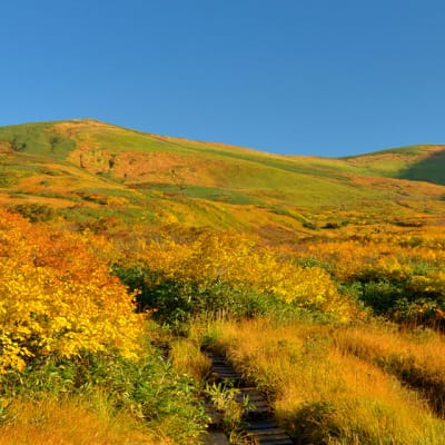 Cultura y amistad en Tohoku