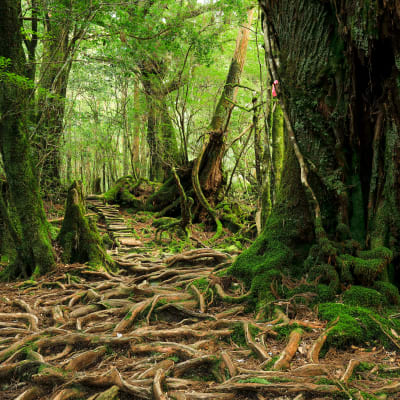 Pulau Yakushima (UNESCO)