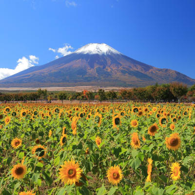 Die 30 schönsten Orte mit Blick auf Berg Fuji