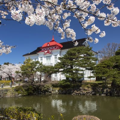 Cerezos en flor del Parque Tsuruoka