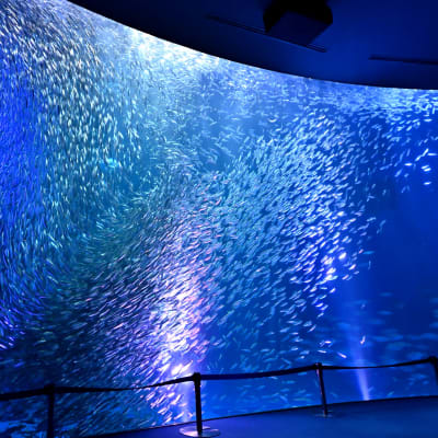Öffentliches Aquarium im Hafen von Nagoya