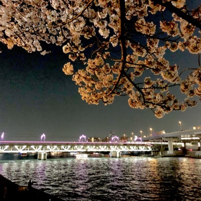 Sumida Park Cherry Blossom Festival