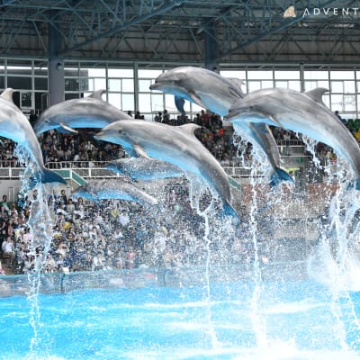 Wakayama Adventure World