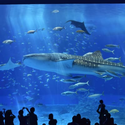 Acuario Churaumi de Okinawa