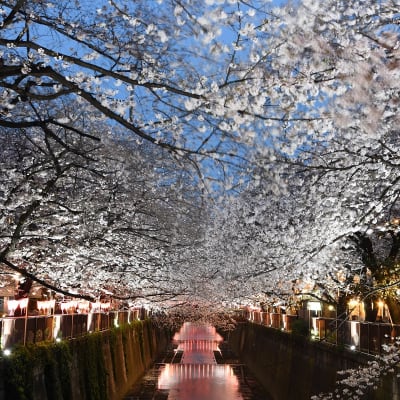 Cerezos en flor de Nakameguro
