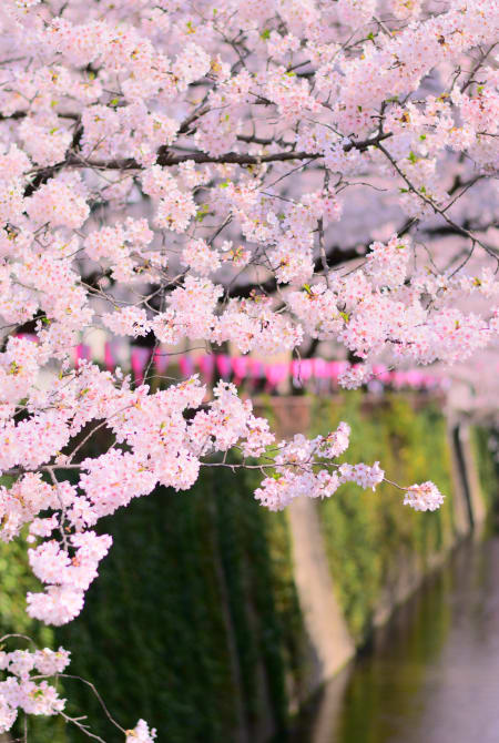 Meguro River sakura-SPR