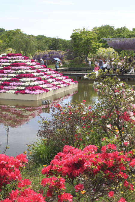 Ashikaga Flower Park-SPR