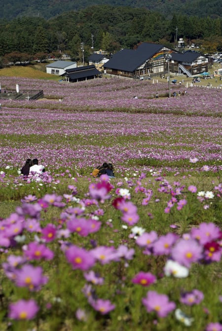 Cosmos at Tonami Yumenotaira-AUT