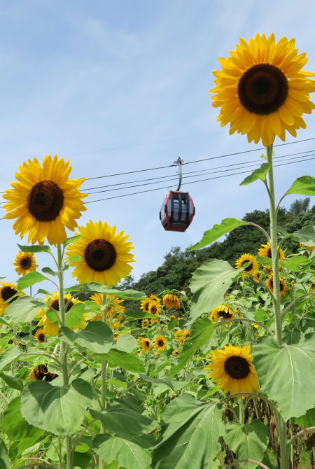 shin-kobe ropeway