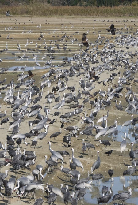 Crane Observation Center