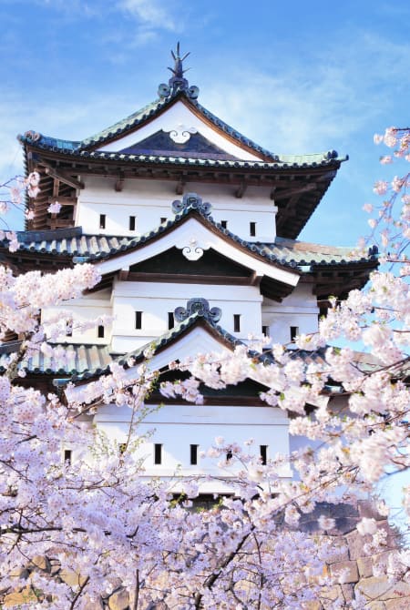 Hirosaki Park Cherry Blossom-SPR