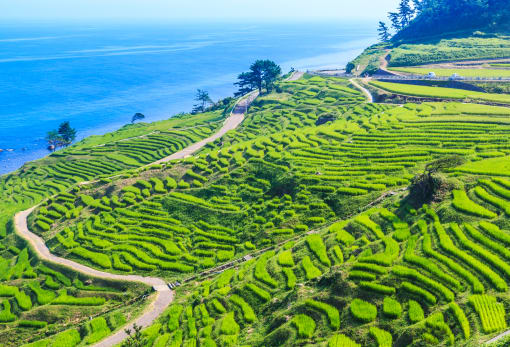 Shiroyone no Senmaida