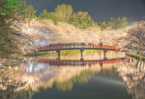 Hirosaki Park Cherry Blossom-SPR