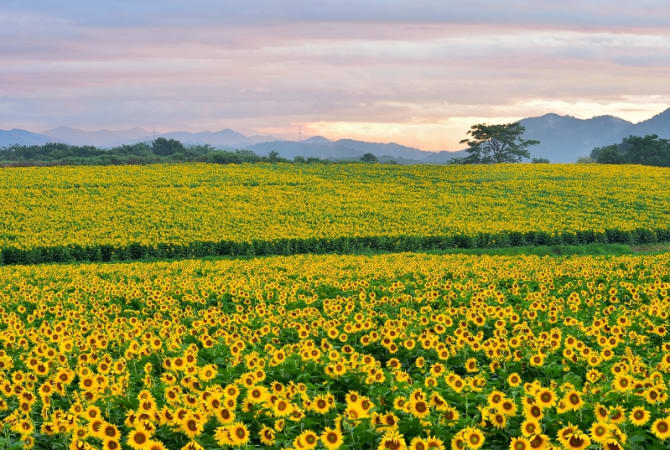 hanoyama sunflower fields