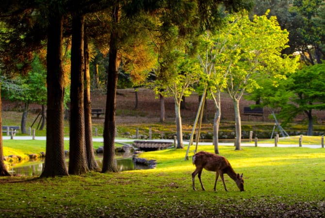 Nara Park