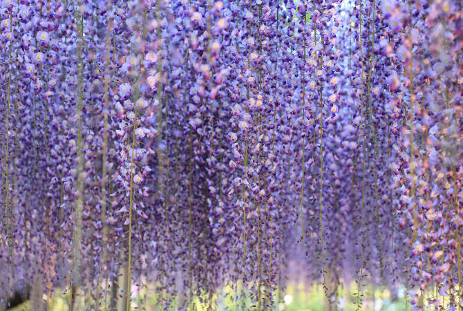 Ashikaga Flower Park-SPR